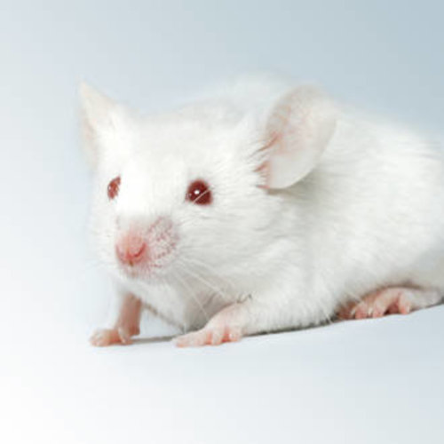 Frozen XL Adult Mouse Frozen XL Adult Mouse