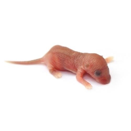 Frozen Pinky Mouse Frozen Pinky Mouse