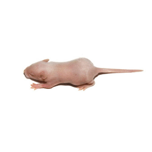 Frozen Fuzzy Mouse Frozen Fuzzy Mouse