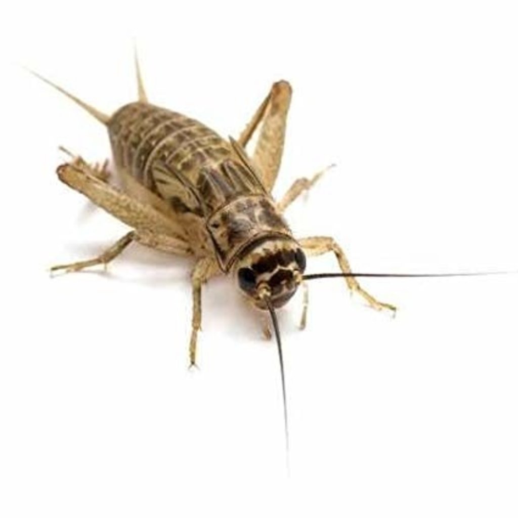 Bulk Crickets 1000ct Box Pet Central