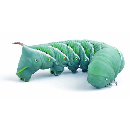 Timberline Hornworm / Goliath Worm Pod Timberline Hornworm / Goliath Worm Pod