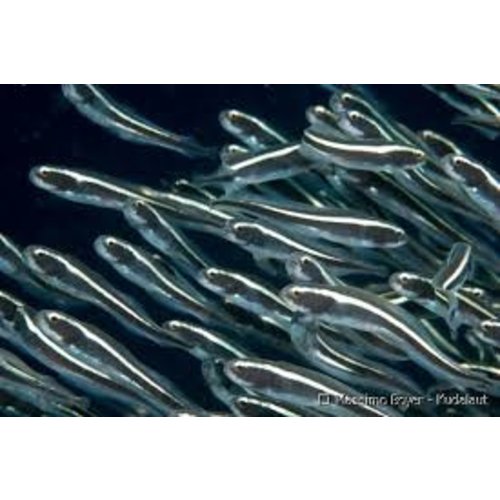 Engineer Goby SM (1.25-2") Engineer Goby SM (1.25-2")