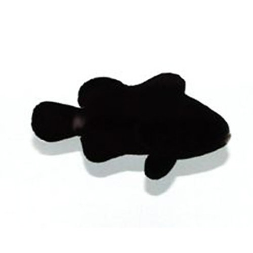 Sustainable Aquatics Midnight Clownfish MD Sustainable Aquatics Midnight Clownfish MD