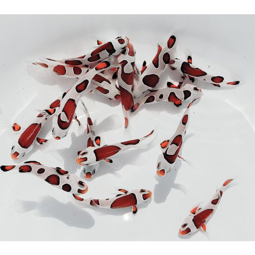 Sustainable Aquatics Orange Storm Clownfish (Sus. Aq.) SM Sustainable Aquatics Orange Storm Clownfish (Sus. Aq.) SM