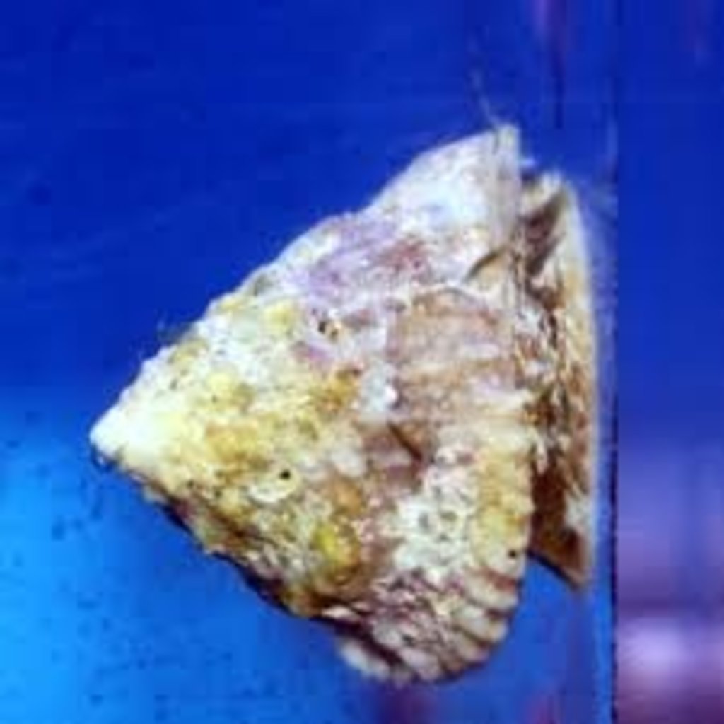 Astrea Snail