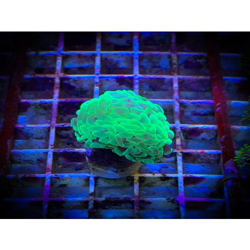 Marble / Bicolor Branching Hammer Frag 1HD Marble / Bicolor Branching Hammer Frag 1HD