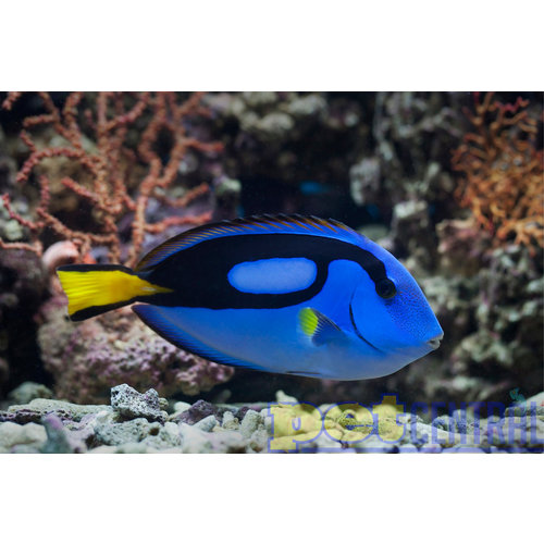 Blue Hippo Tang SM Blue Hippo Tang SM