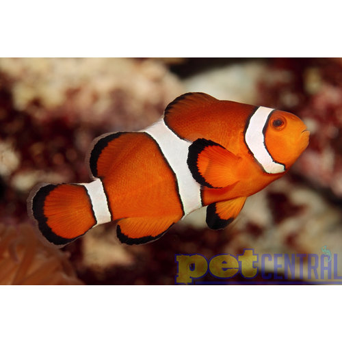Sustainable Aquatics Ocellaris Clownfish (Sus. Aq) SM Sustainable Aquatics Ocellaris Clownfish (Sus. Aq) SM