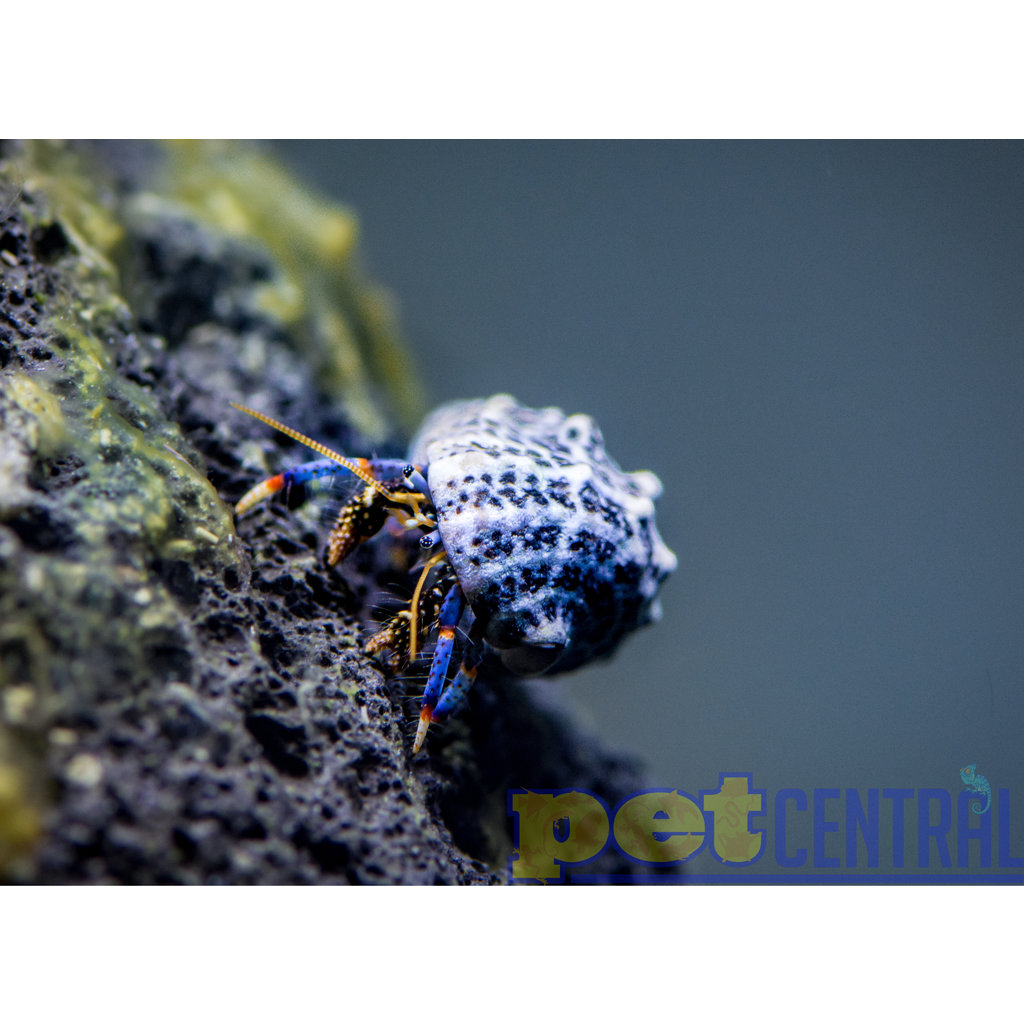 Dwarf Blue Leg Hermit Crab (.25-.75")