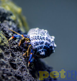 Dwarf Blue Leg Hermit Crab (.25-.75")