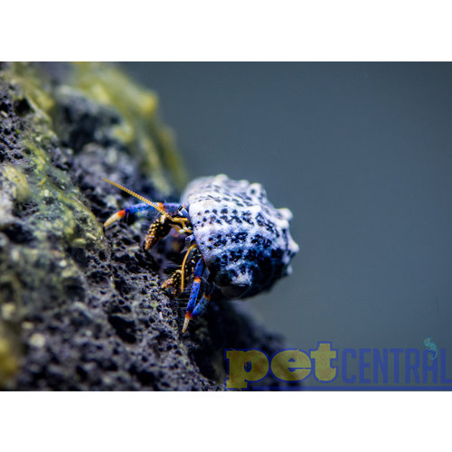 Dwarf Blue Leg Hermit Crab (.25-.75") Dwarf Blue Leg Hermit Crab (.25-.75")