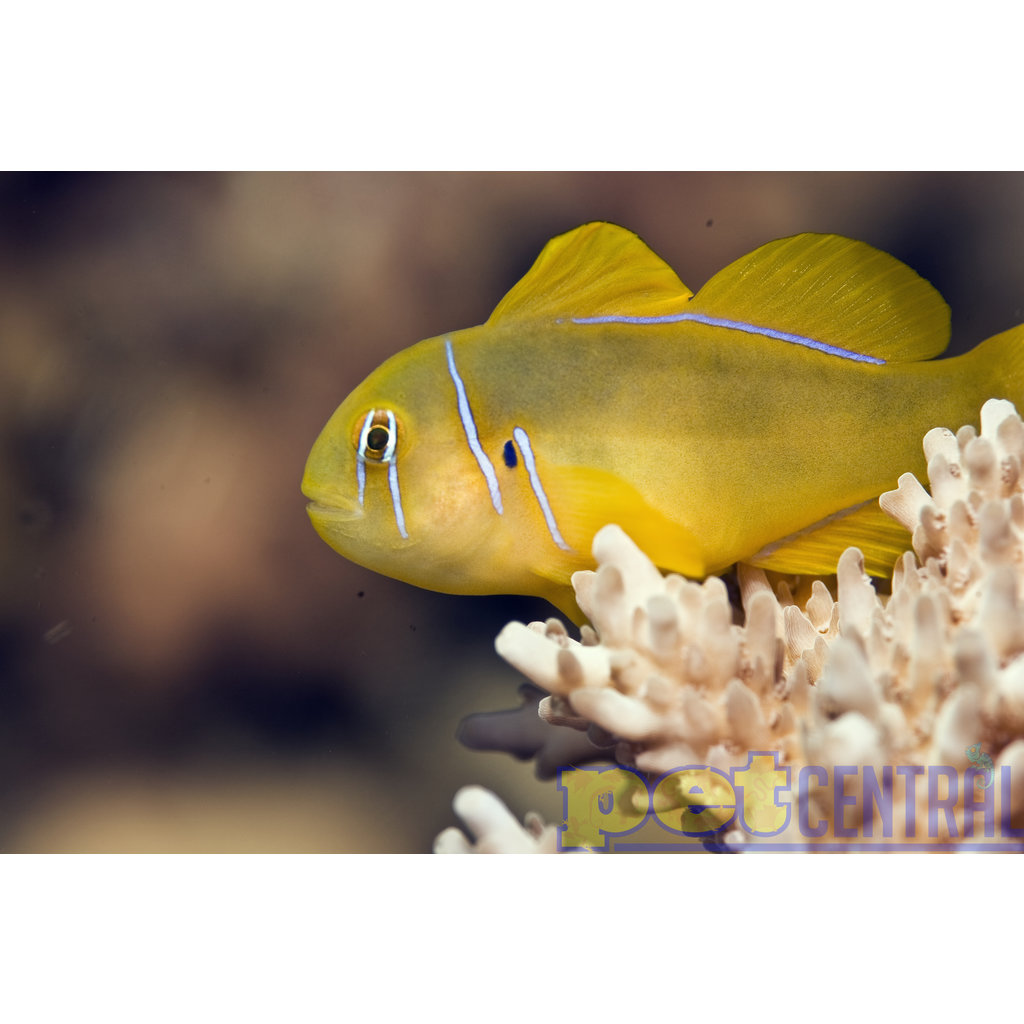 Fiji Citron Goby LG