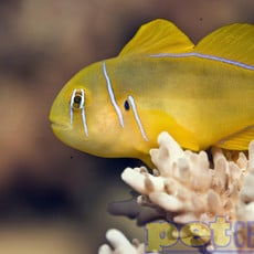 Fiji Citron Goby LG