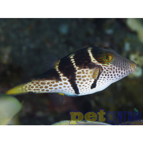 Valentini Puffer MD Valentini Puffer MD