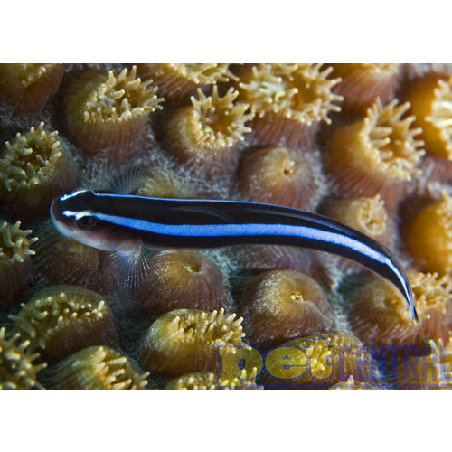 Sustainable Aquatics Blue Neon Goby MD Sustainable Aquatics Blue Neon Goby MD