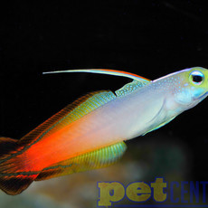 Red Firefish MD