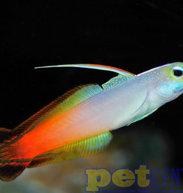 Red Firefish MD