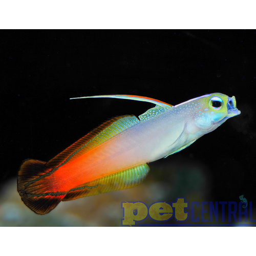 Red Firefish MD Red Firefish MD