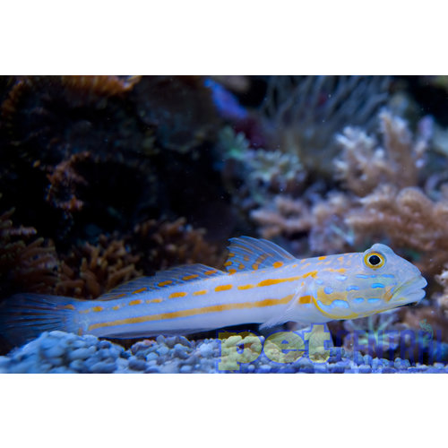 Diamond Goby LG Diamond Goby LG