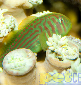 Green Clown Goby MD (1-1.75")