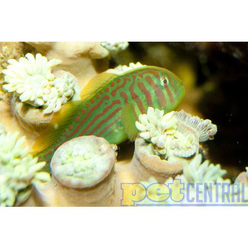 Green Clown Goby MD (1-1.75") Green Clown Goby MD (1-1.75")
