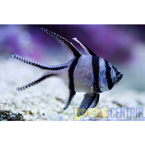 Bangaii Cardinal (Tank Raised) MD Bangaii Cardinal (Tank Raised) MD