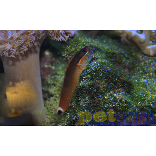 Tailspot Blenny Tailspot Blenny