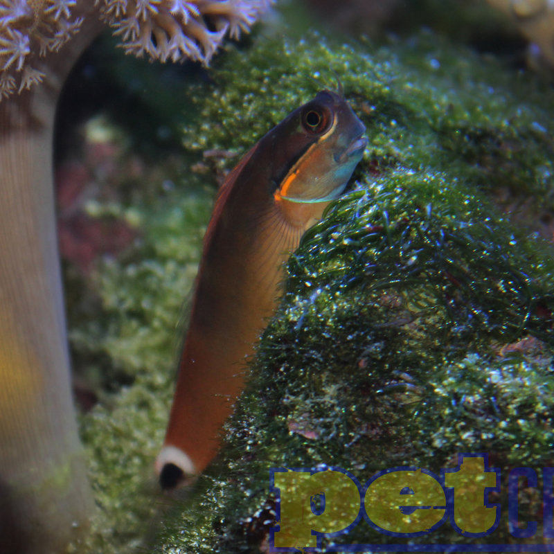 Tailspot Blenny