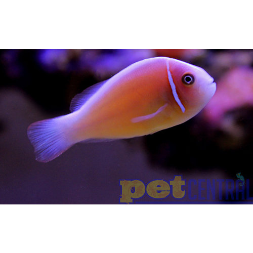 Sustainable Aquatics Pink Skunk Clownfish (Sus. Aq.) MD Sustainable Aquatics Pink Skunk Clownfish (Sus. Aq.) MD
