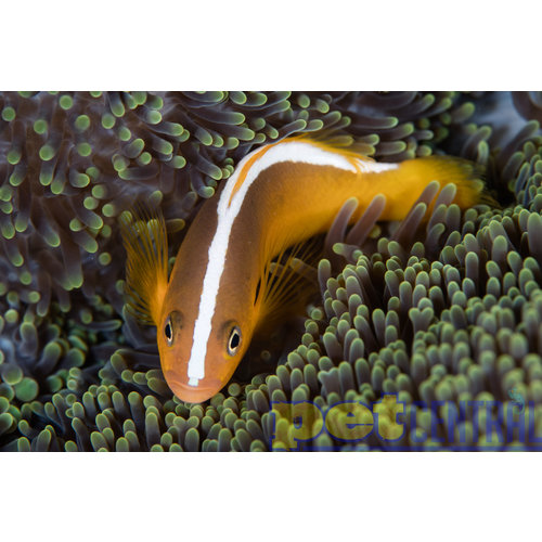 Sustainable Aquatics SA Orange Skunk Clownfish SM Sustainable Aquatics SA Orange Skunk Clownfish SM