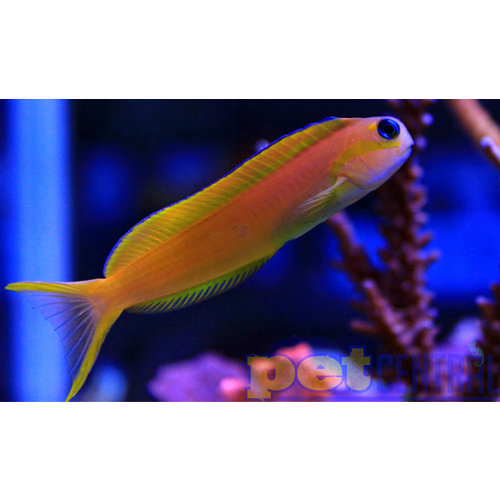 Midas Blenny MD Midas Blenny MD