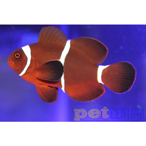 Sustainable Aquatics Maroon Clownfish Jumbo Bonded Pair Sustainable Aquatics Maroon Clownfish Jumbo Bonded Pair