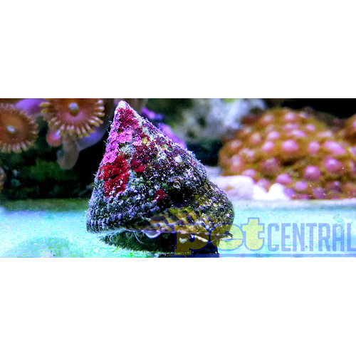 Tiger Trochus Snail Tiger Trochus Snail