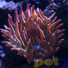 Aquacultured Rose Bubble Tip Anemone MD