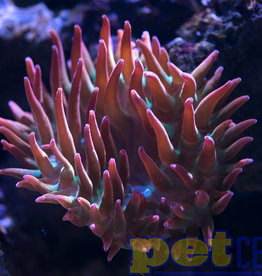 Aquacultured Rose Bubble Tip Anemone MD