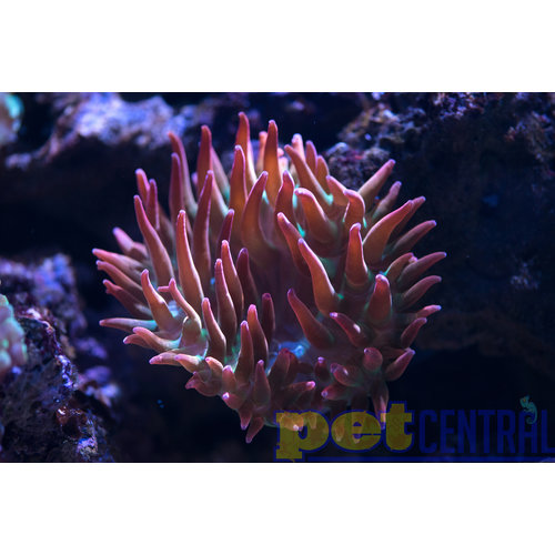 Rose Bubble Tip Anemone MD Rose Bubble Tip Anemone MD