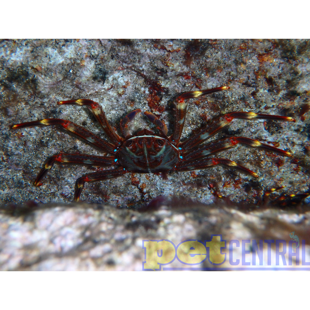 Sally Lightfoot Crab (1-2.5")