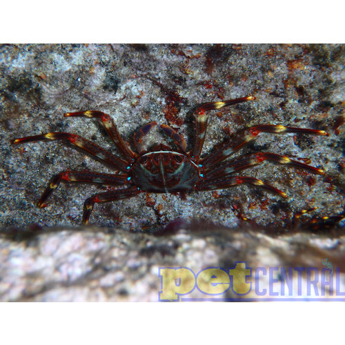Sally Lightfoot Crab (1-2.5") Sally Lightfoot Crab (1-2.5")