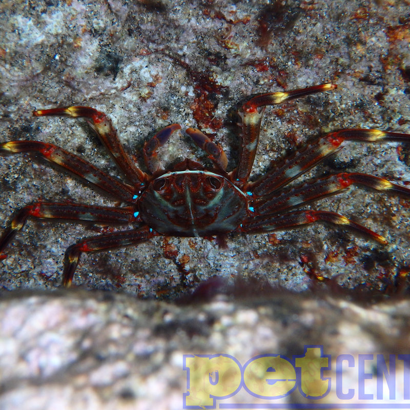 Sally Lightfoot Crab (1-2.5")