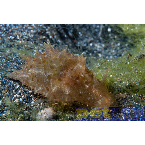 Sea Hare MD Sea Hare MD