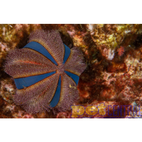 Tuxedo Urchin Colored - Tuxedo Urchin Colored -