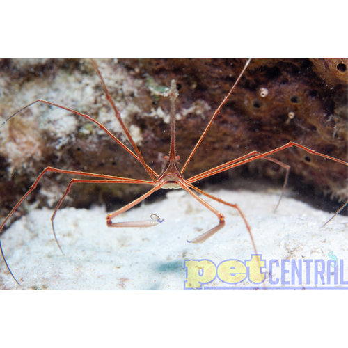 Arrow Crab RG Arrow Crab RG