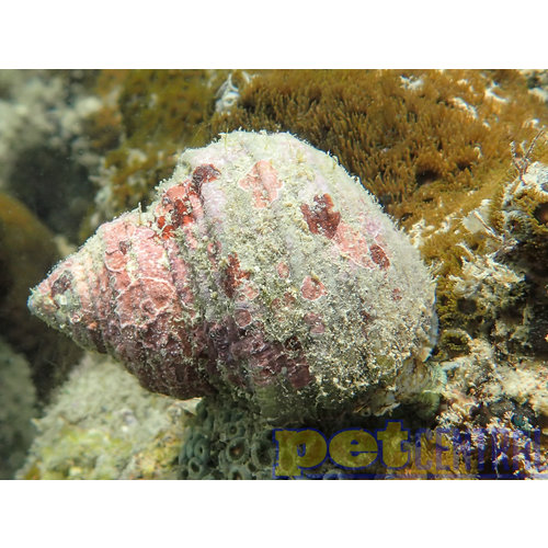 Mexican Turbo Snail - Single Mexican Turbo Snail - Single