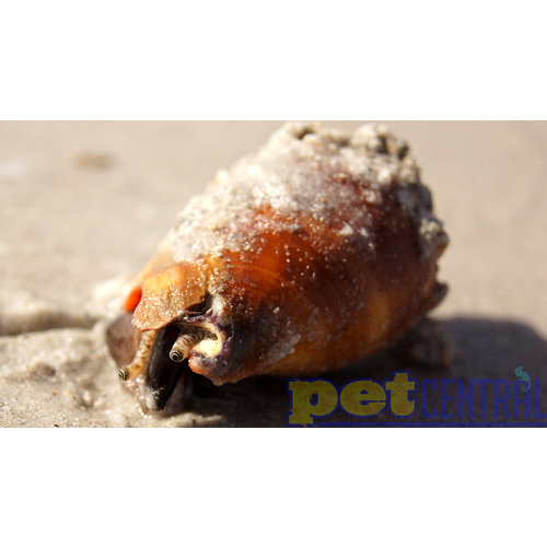 Fighting Conch Assorted LG Fighting Conch Assorted LG