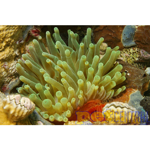 Assorted Color Condy Anemone Assorted Color Condy Anemone