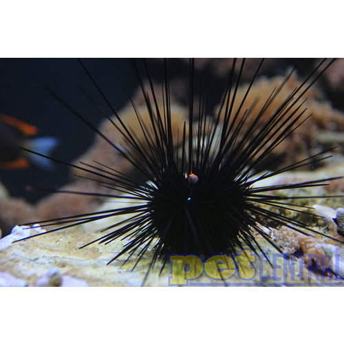 Longspine Urchin MD Longspine Urchin MD