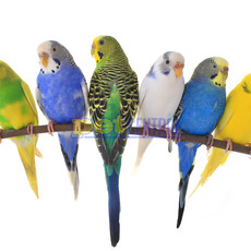 Assorted Parakeet