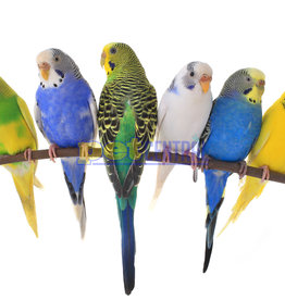 Assorted Parakeet