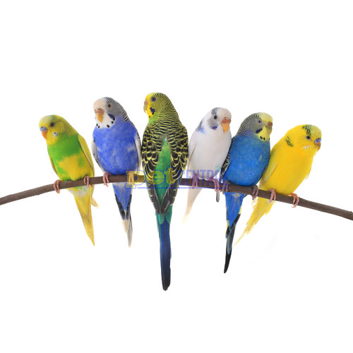 Assorted Parakeet Assorted Parakeet