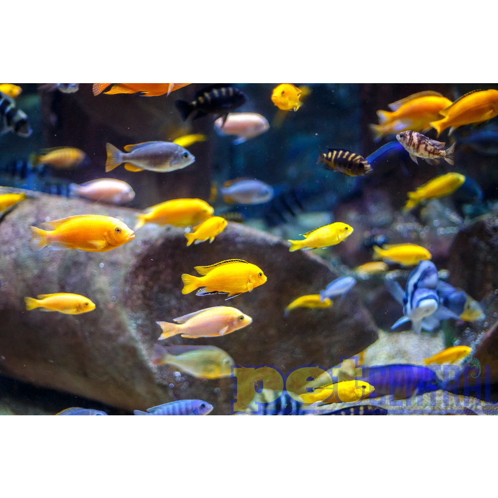 Assorted "Mbuna" African Cichlid